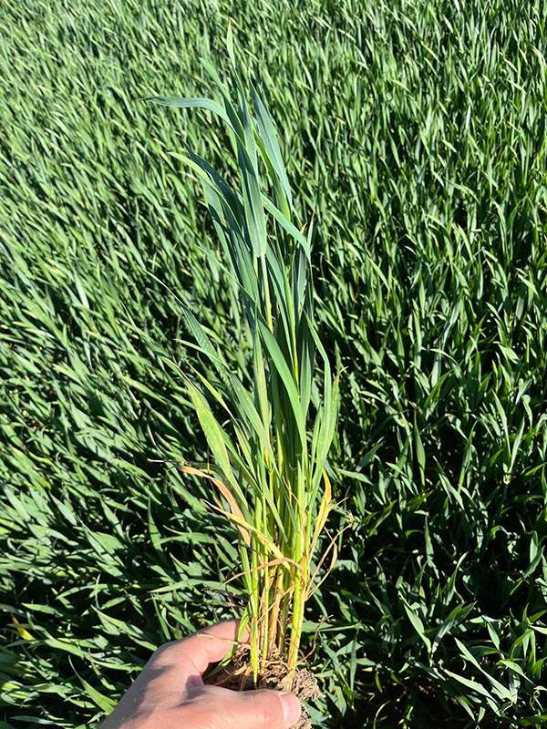 Hånd der holder en hvedeplante ovenover en hvedemark